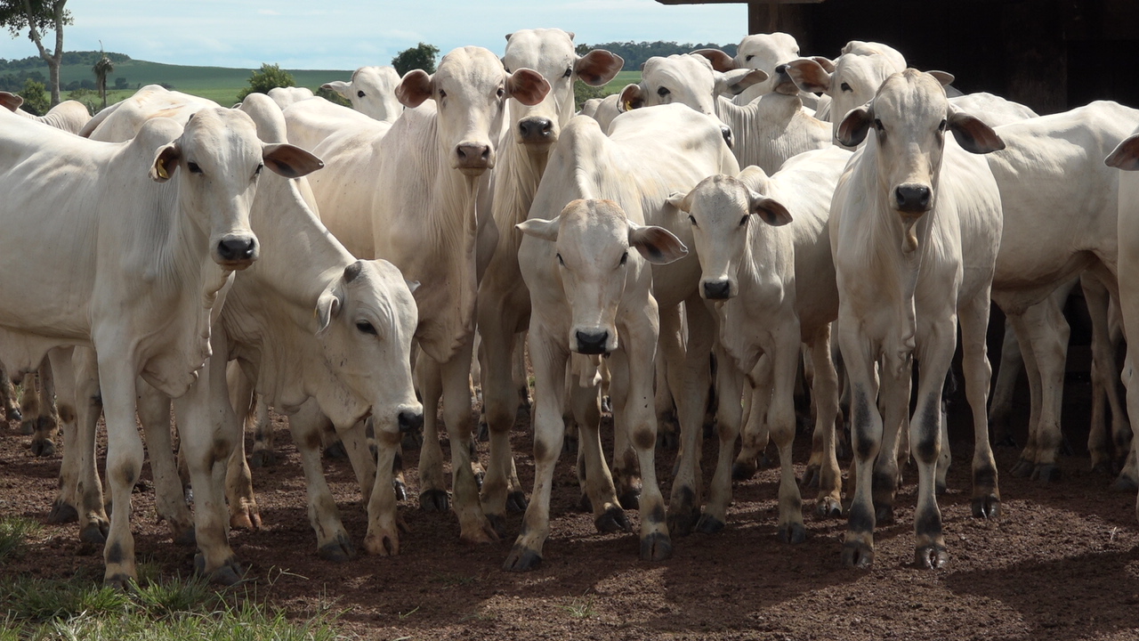 Custos de Produção Pecuária em Mato Grosso Mantêm-se Estáveis no Segundo Trimestre