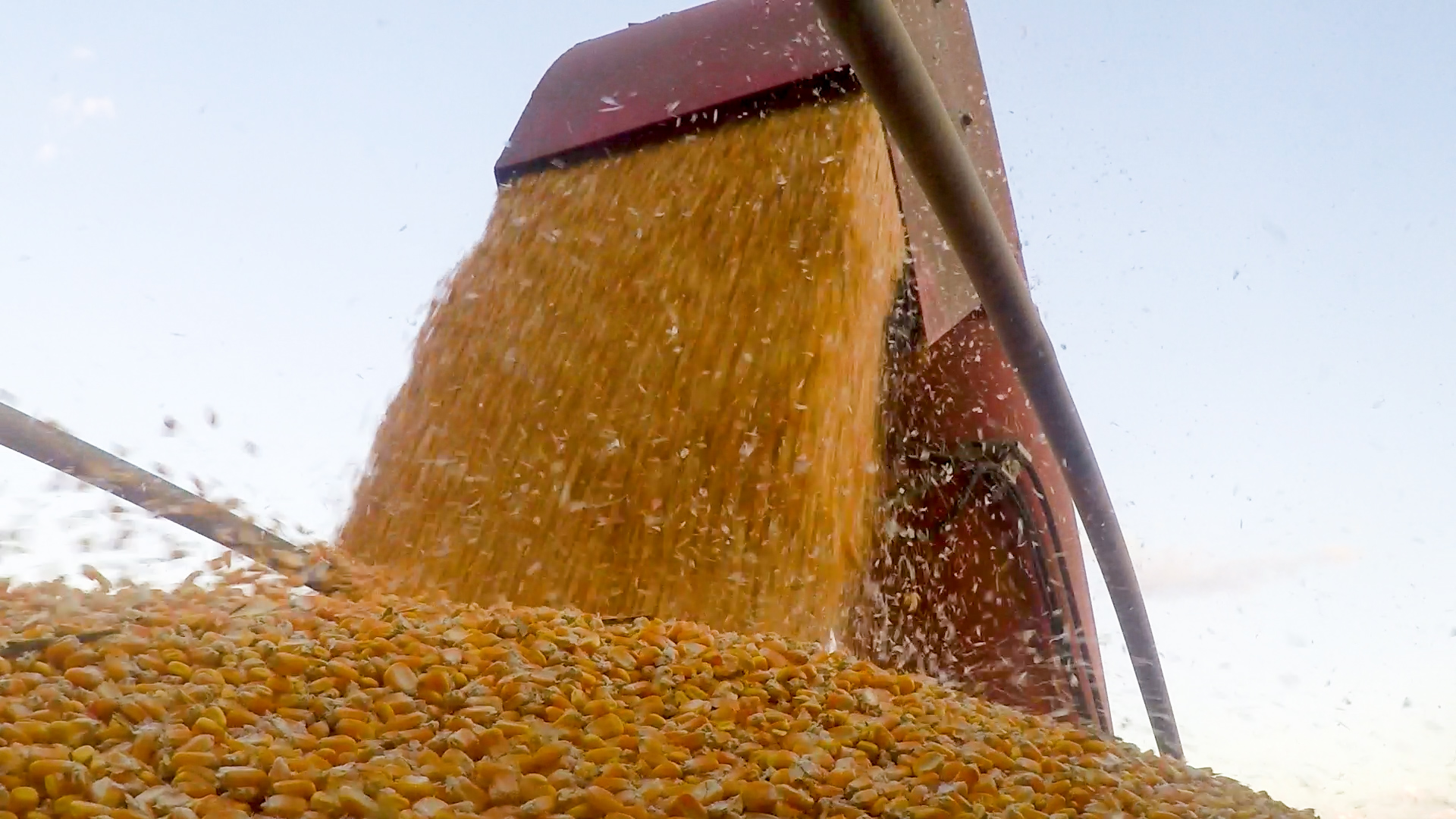 Colheita de milho em Mato Grosso atinge 99,91% da área cultivada