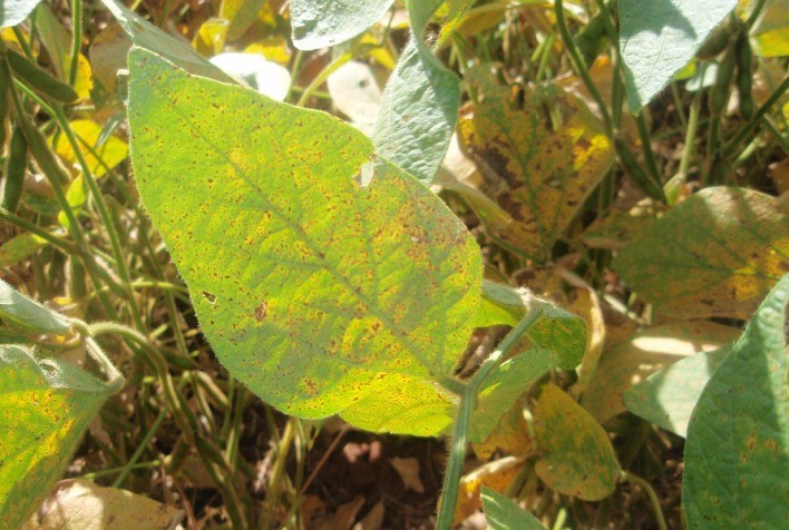 Agrodefesa publica novas medidas para prevenção e controle da ferrugem asiática da soja