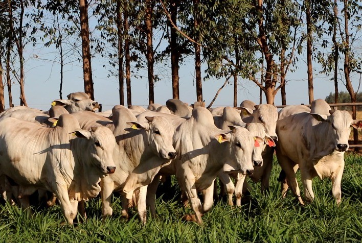 Liga do Araguaia Celebra uma Década de Pecuária Sustentável e Reafirma Compromisso com o Baixo Carbono