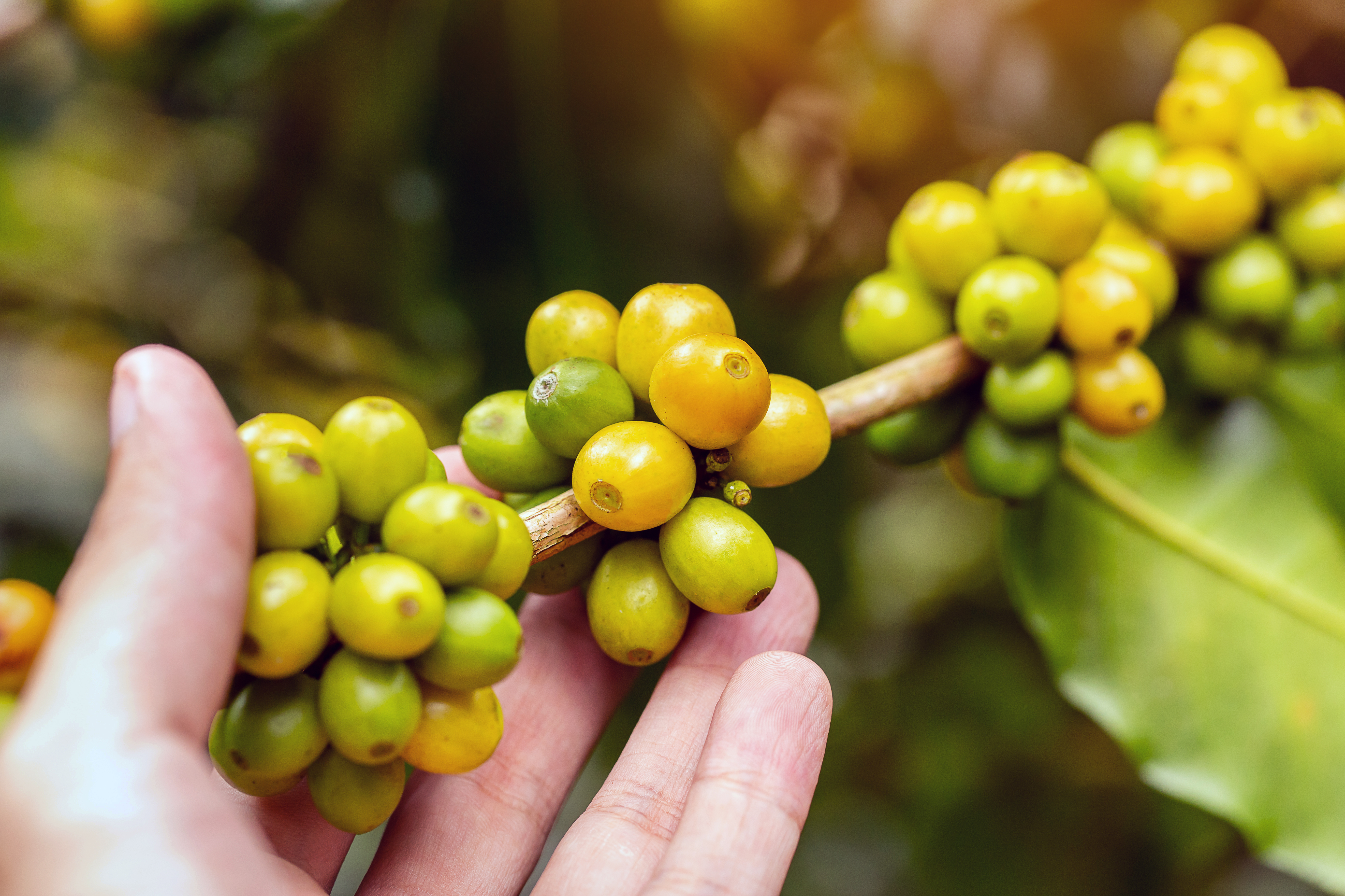 Guima Café é Reconhecido como Melhor Café do Mundo com Agricultura Regenerativa e Boas Práticas