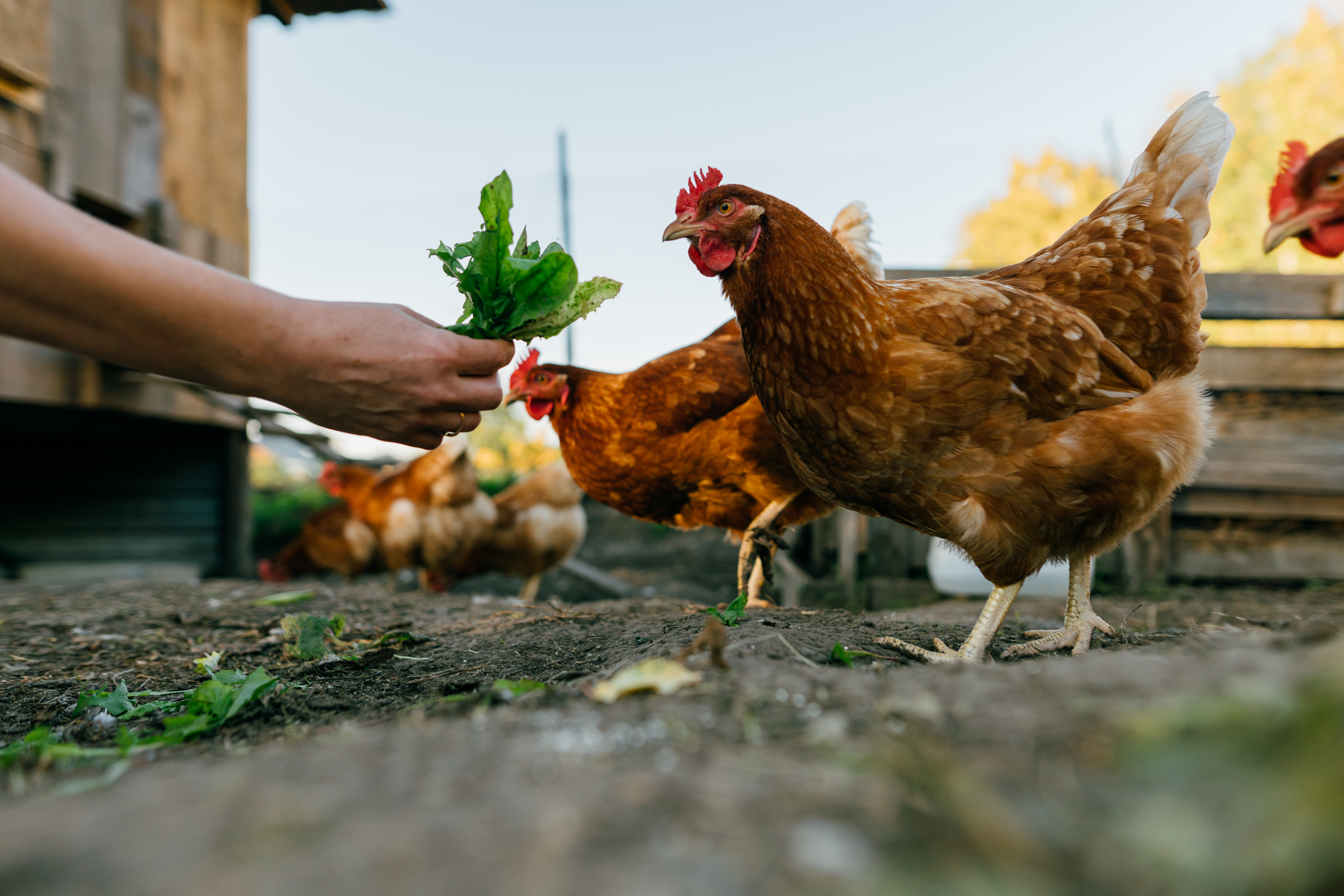 Rações Naturais e Livres de Antimicrobianos Impulsionam a Criação de Aves e Suínos