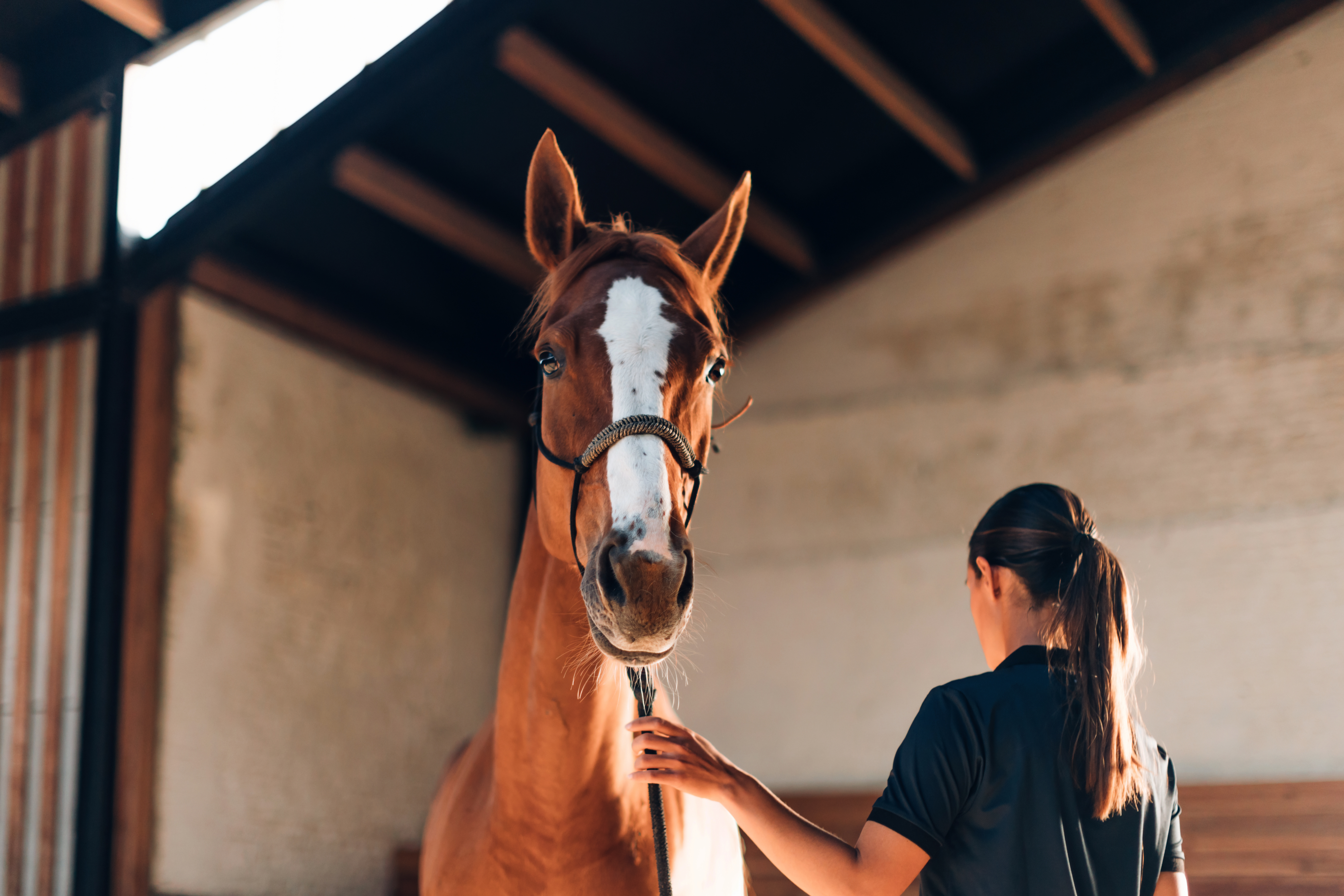 Suplementação Nutricional Maximiza o Desempenho de Cavalos Atletas