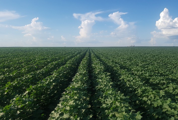 Potencial de Expansão da Soja no Brasil: Crescimento de 80% Sem Desmatamento