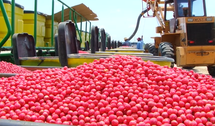 Tratamento de sementes cresce 18%, para R$ 3,6 bilhões