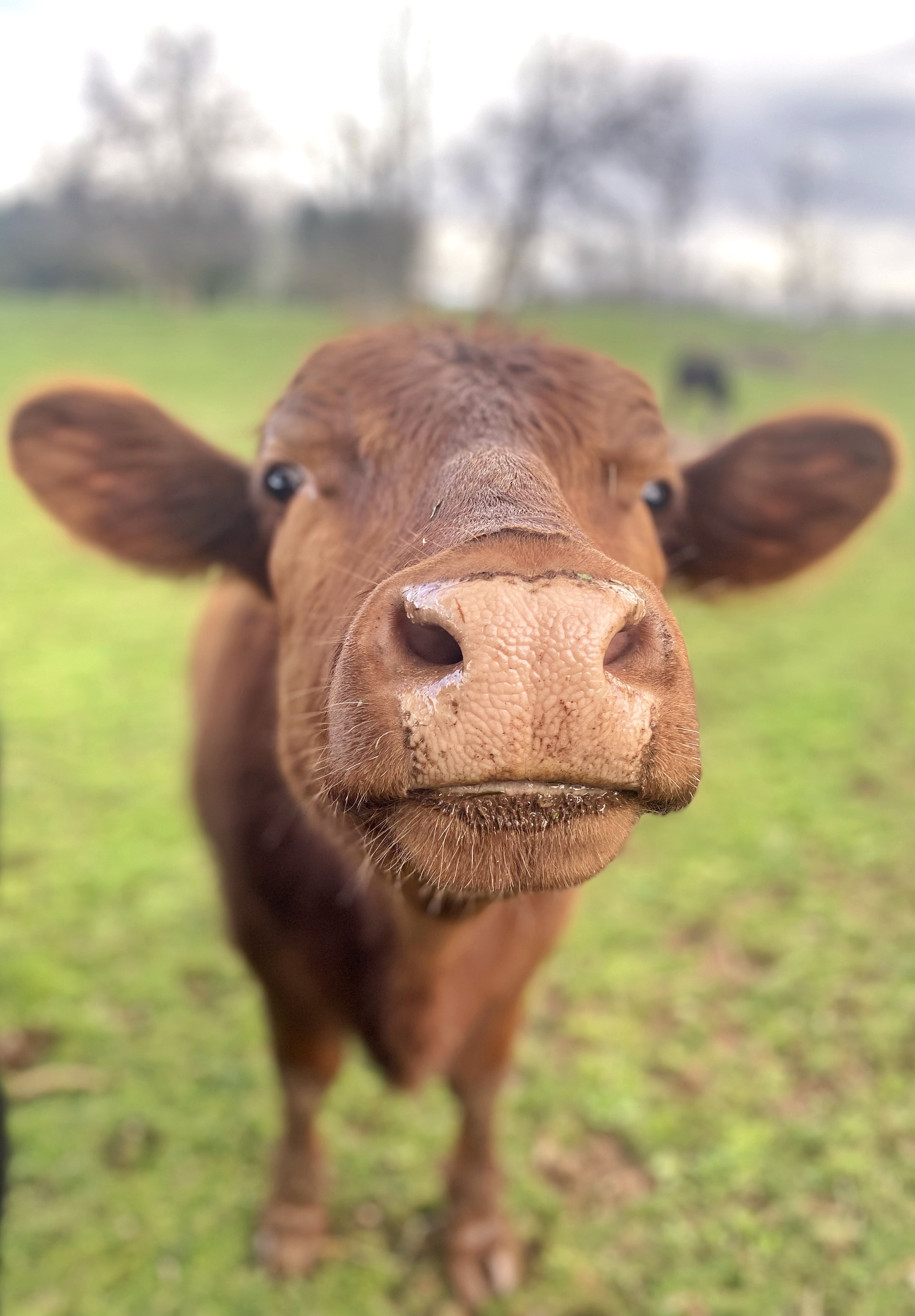 Proteção do Rebanho: Estratégias Contra a Tripanosomose Bovina