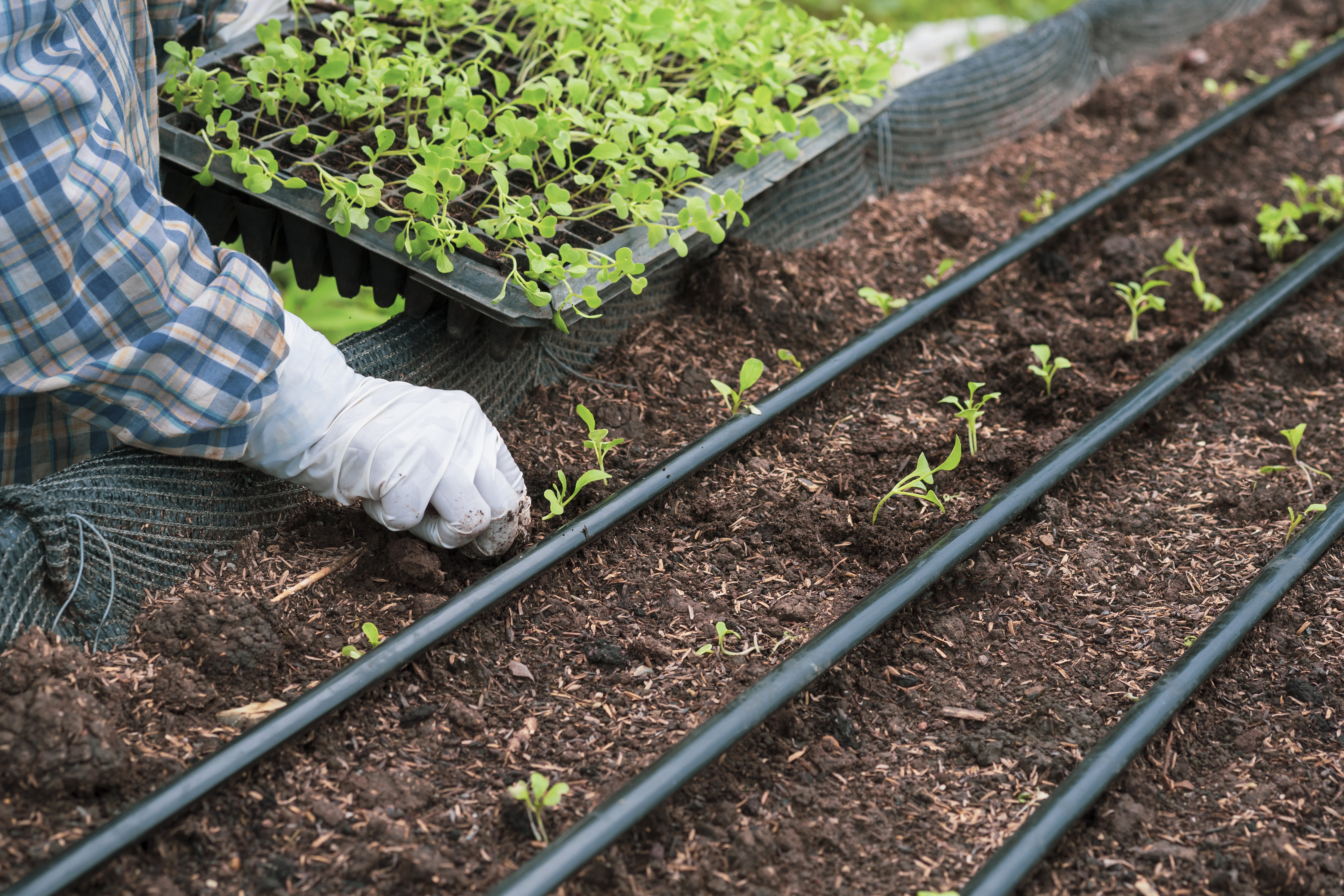 Estratégias de Irrigação por Gotejamento para Manter a Estabilidade da Produção Durante o La Niña