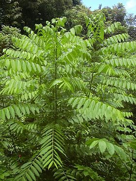 Uso de Microalga e Resíduos Orgânicos para Otimização do Crescimento do Cedro