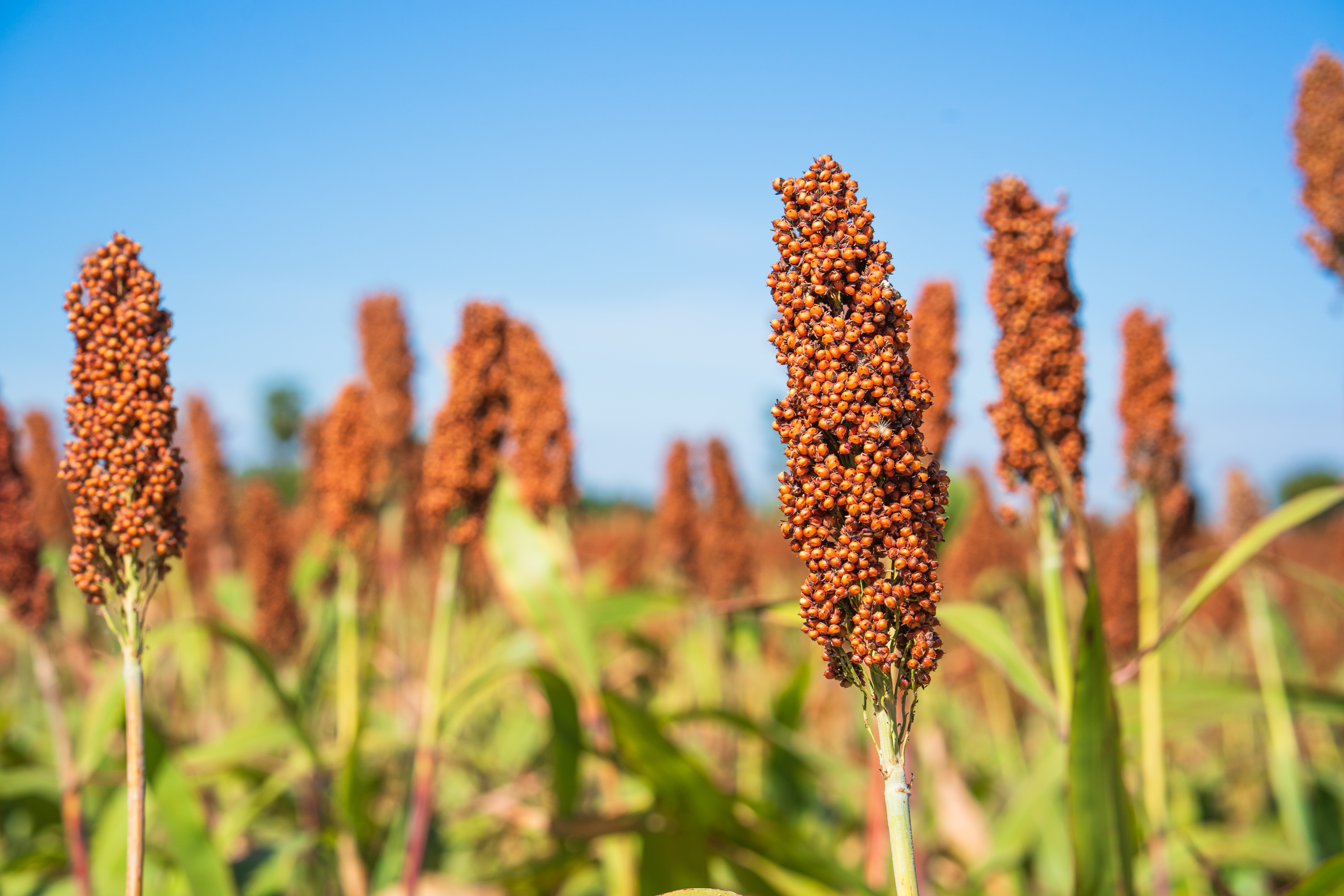 Sorgo ganha espaço com queda no mercado de milho