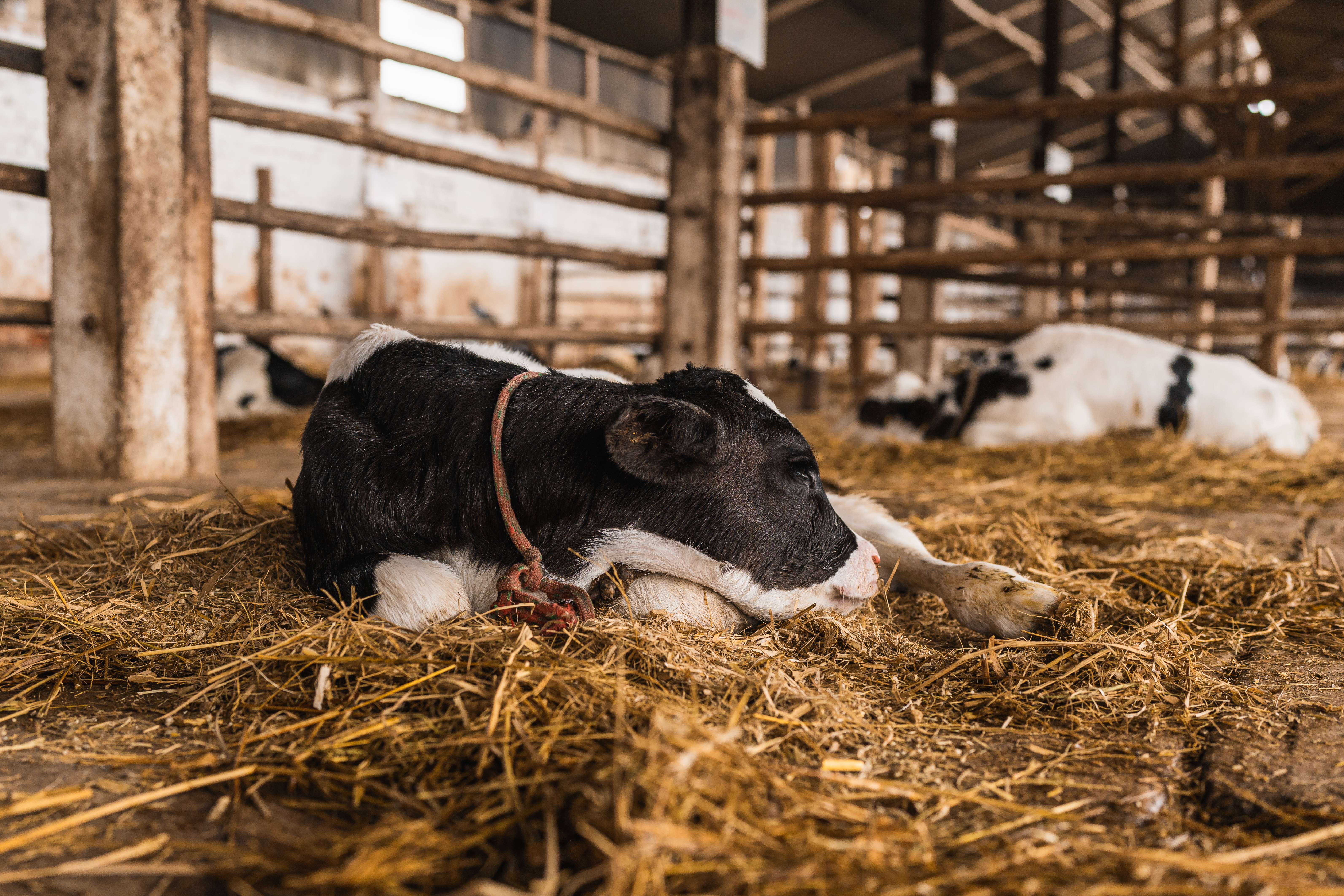 Projeto Cada Bezerro Importa revoluciona manejo de desmame de bezerros com foco no bem-estar animal