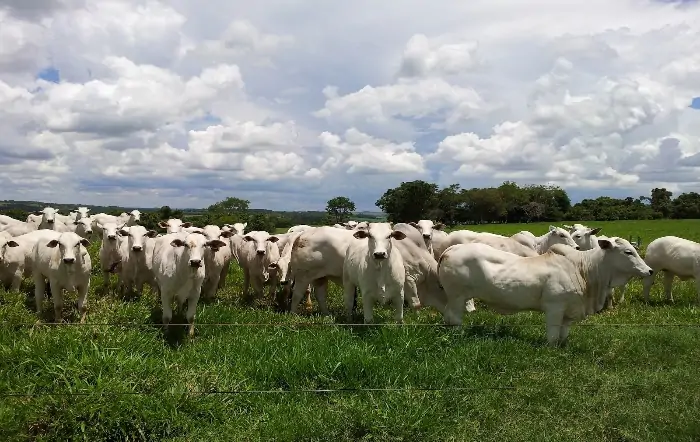 Pasto saudável na seca? Sim, é possível