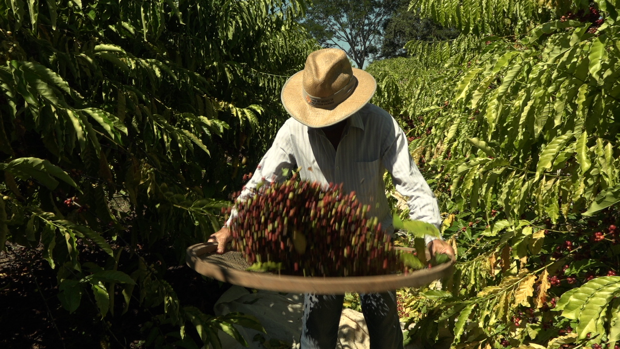 Café brasileiro e sustentabilidade: fazendas em Minas Gerais demonstram balanço negativo de carbono