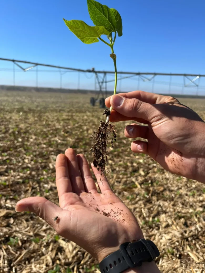 Produtores driblam dificuldades e investem no cultivo do feijão em Mato Grosso