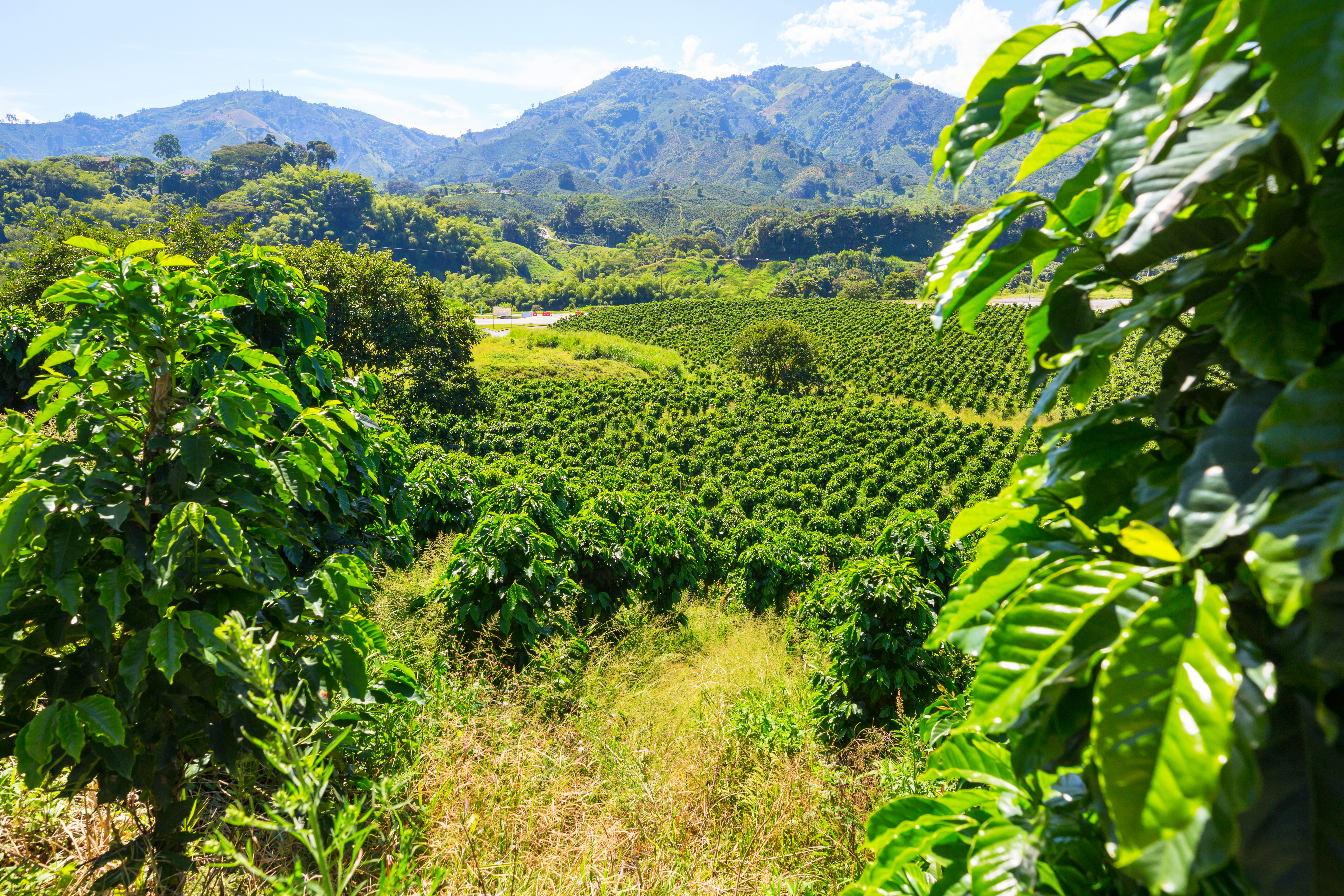 Café brasileiro e sustentabilidade: fazendas em Minas Gerais demonstram balanço negativo de carbono