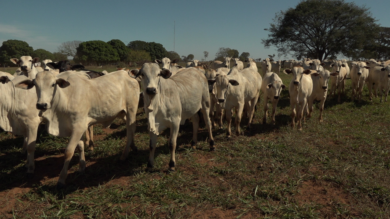 Mato Grosso lidera rebanho bovino com mais de 31,5 milhões de cabeças, aponta Indea