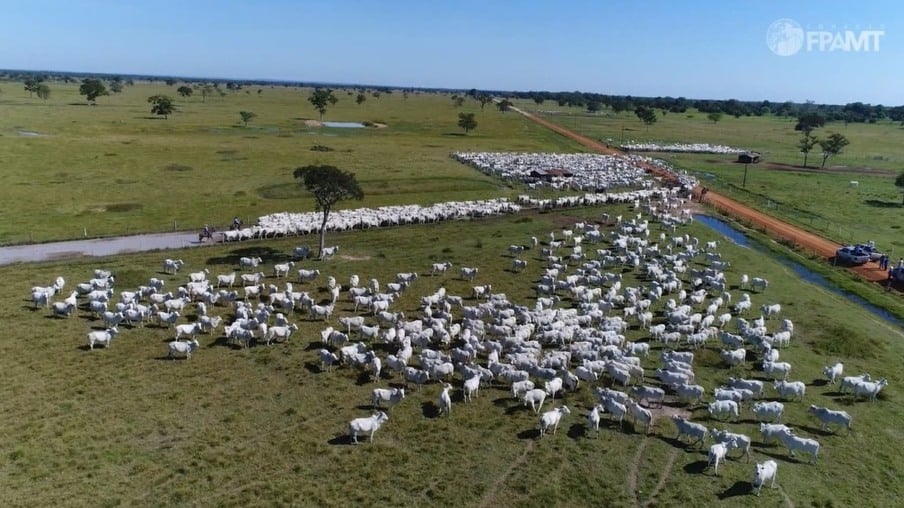 Rebanho bovino registra queda de 2,5 mi/cab em Mato Grosso, segundo o Indea