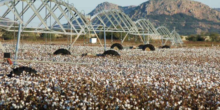 Especialistas destacam benefícios da agricultura irrigada no cultivo de algodão