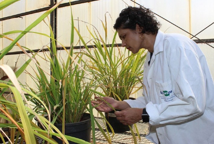 Avanços na Edição Gênica Prometem Arroz Resistente à Brusone