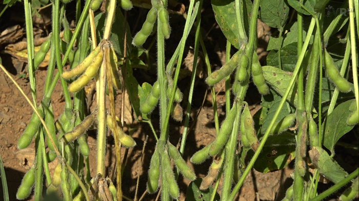 Brasil Trata 17 Milhões de Hectares de Soja contra Nematoides