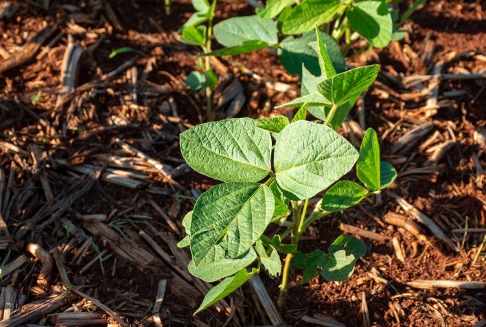 Produtores de Soja Devem Considerar Impactos do La Niña e Controle de Pragas para Sucesso da Safra 24/25