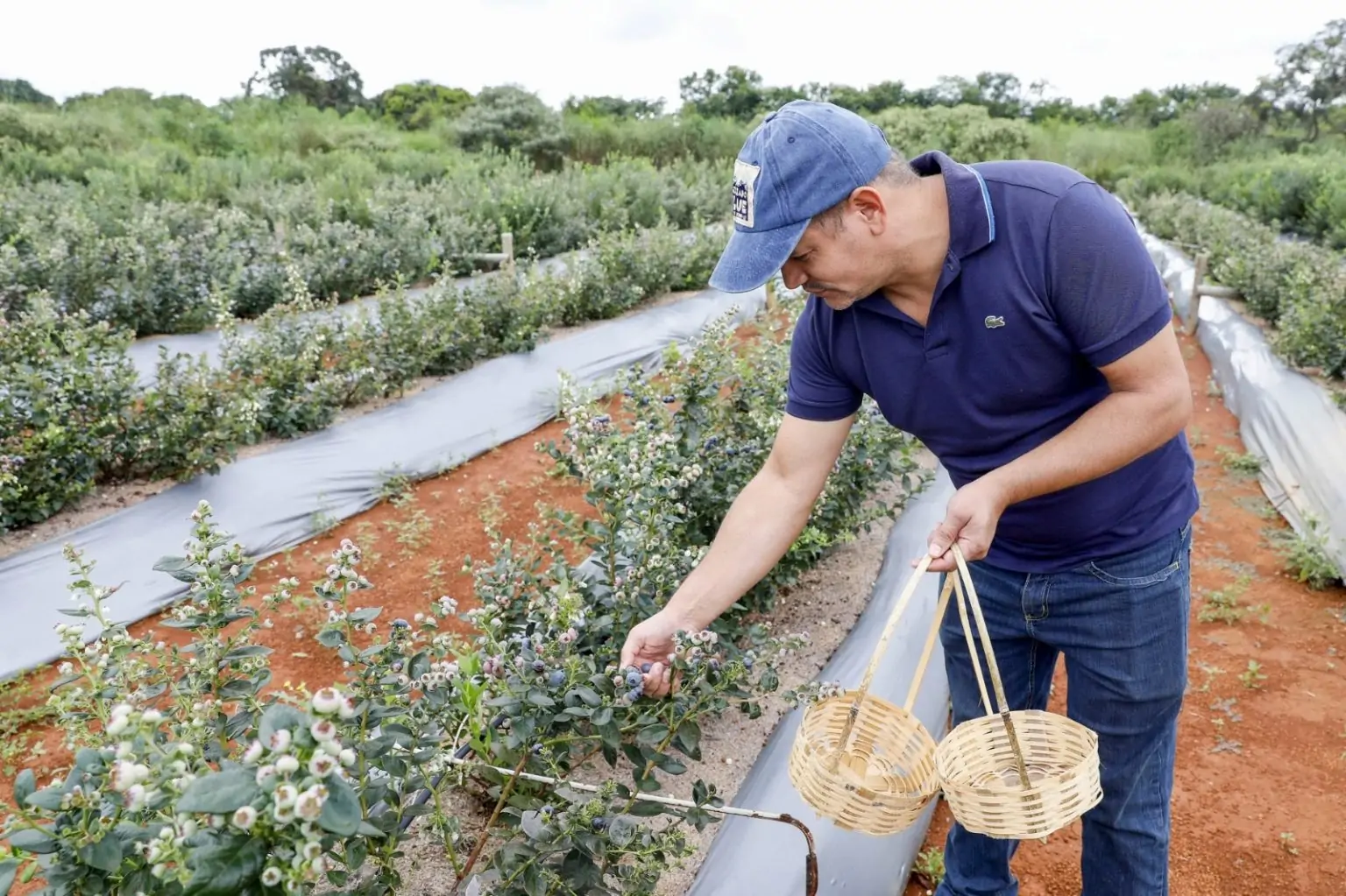 Cultivo de mirtilo no Cerrado Brasileiro é destaque na AgroBrasília 2024