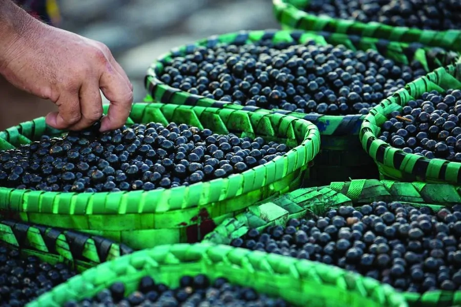 Caroço de açaí pode virar combustível verde para avião