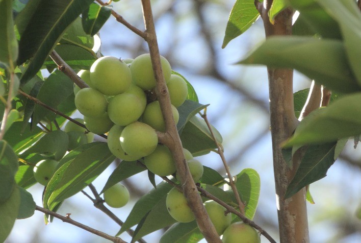 O Potencial do Camu-Camu: Desafios e Oportunidades para a Indústria Alimentícia Brasileira