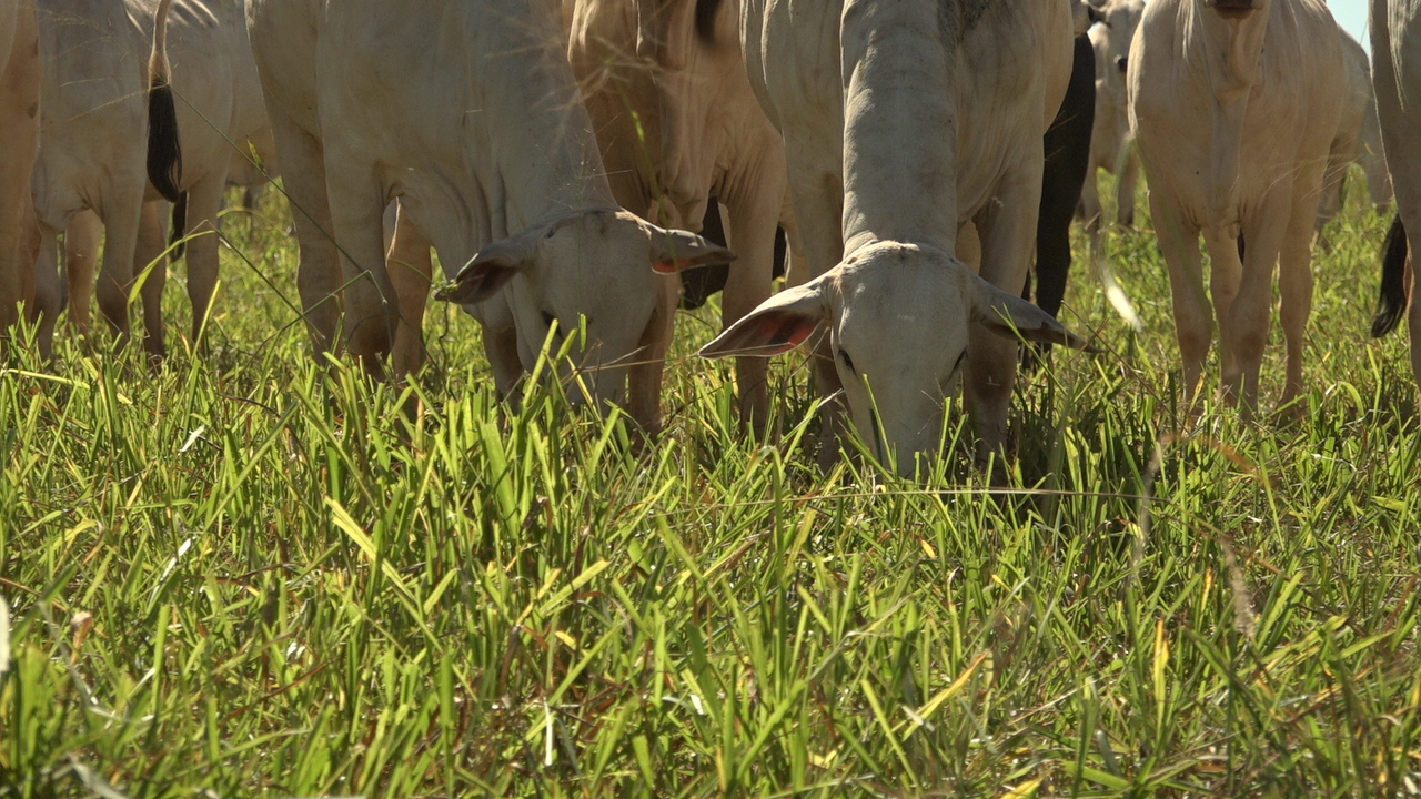 Pesquisa da Fundação MT mostra rentabilidade e sustentabilidade na produção bovina nos três biomas de Mato Grosso