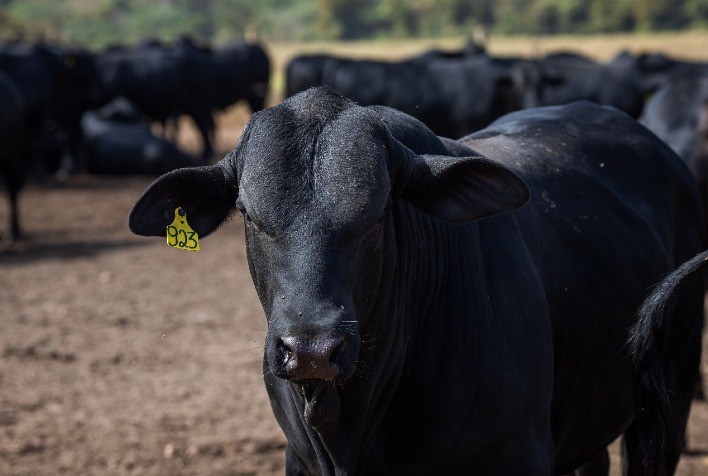 Campanha Nacional de Conscientização: Controle da Mosca-dos-Chifres em Bovinos