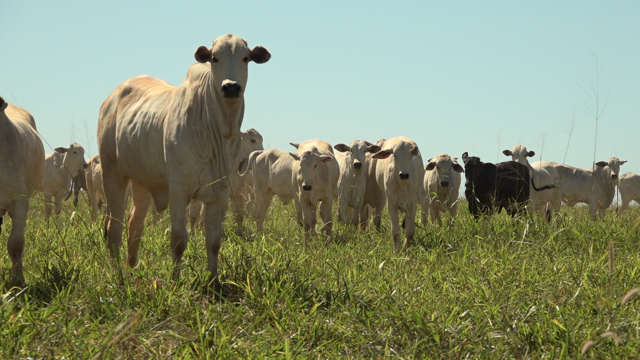 Pará inaugura programa obrigatório de rastreabilidade bovina