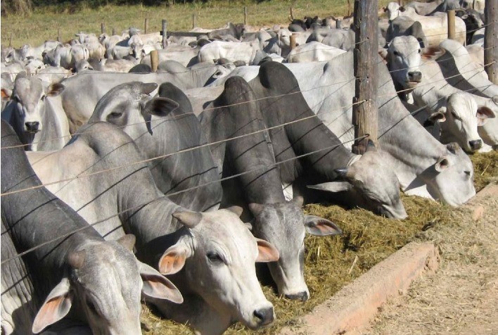 Cuidado Redobrado com o Rebanho Bovino Durante o Período Seco