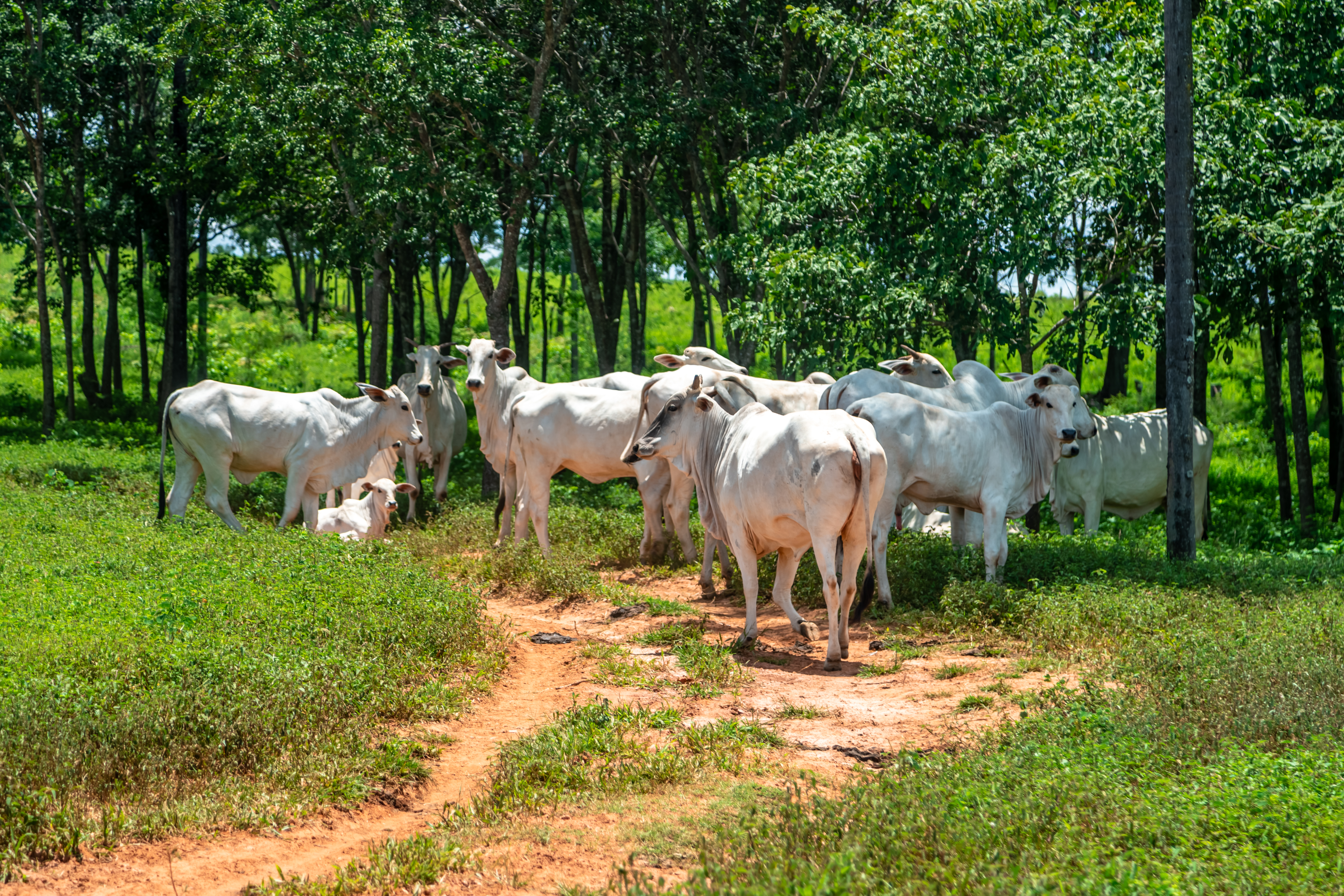 Agropecuária Brasileira Se Destaca Globalmente em Sustentabilidade