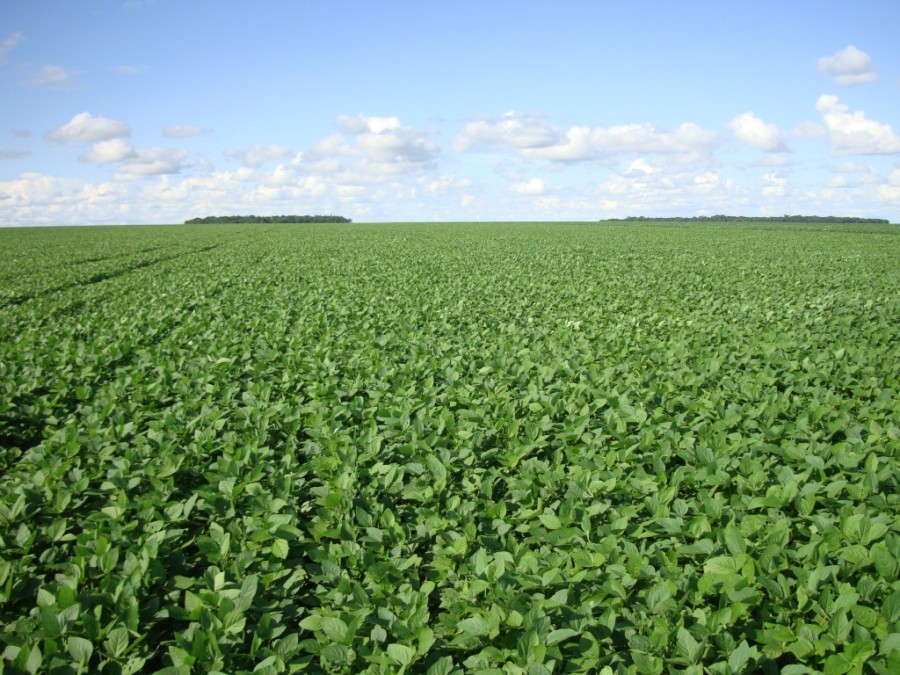 Judiciário de MT determina correção de vigência de prazo de patentes da Bayer/Monsanto