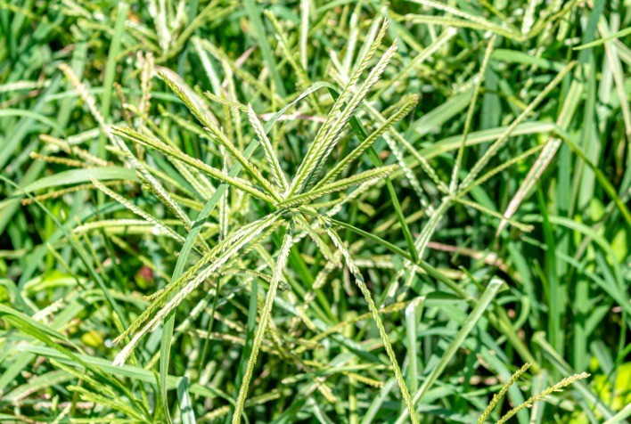 Capim Pé-de-Galinha: Planta Daninha que Pode Reduzir até 50% da Produção Agrícola