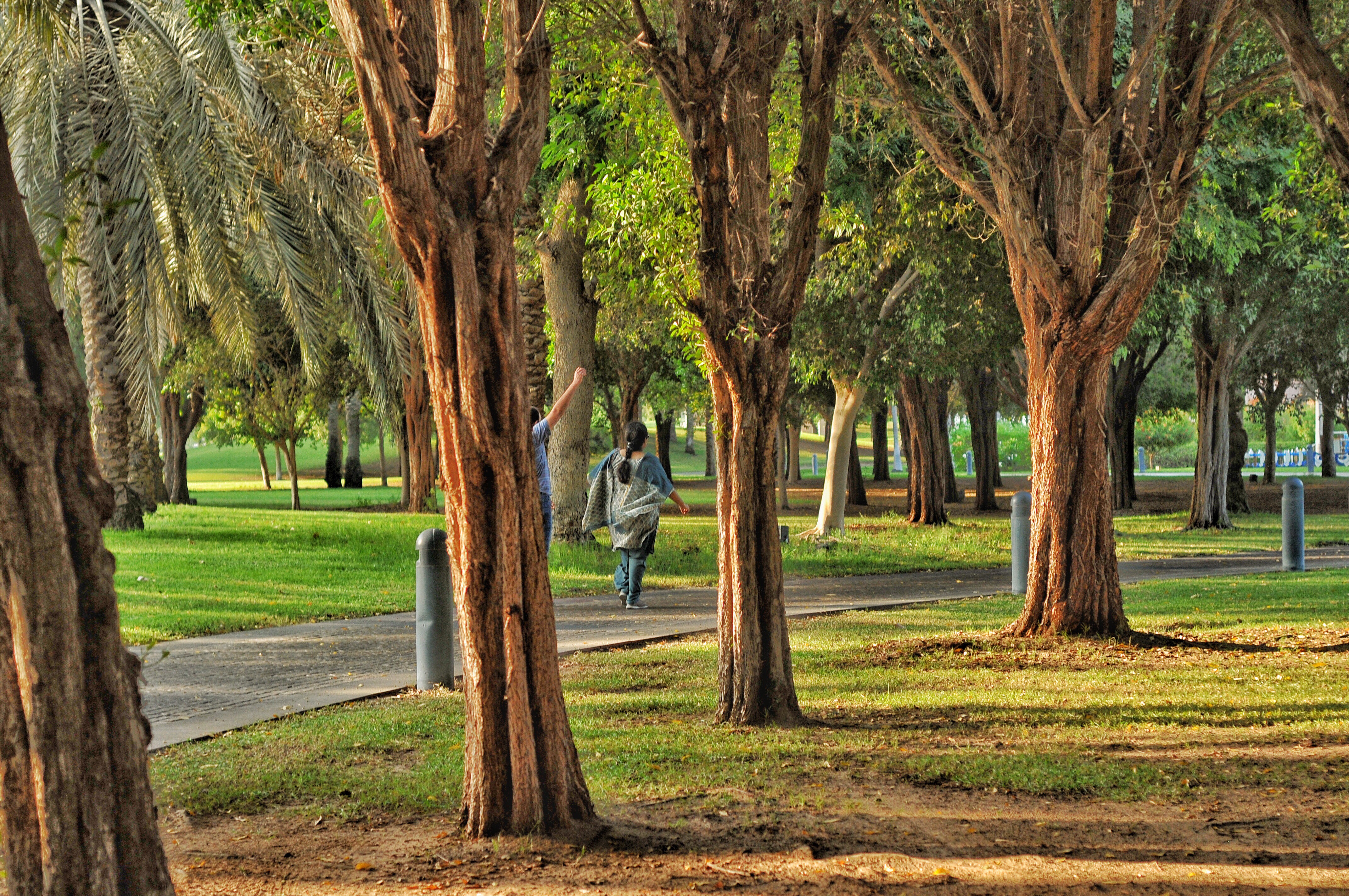 Projeto de Lei sobre arborização urbana avança em Mato Grosso