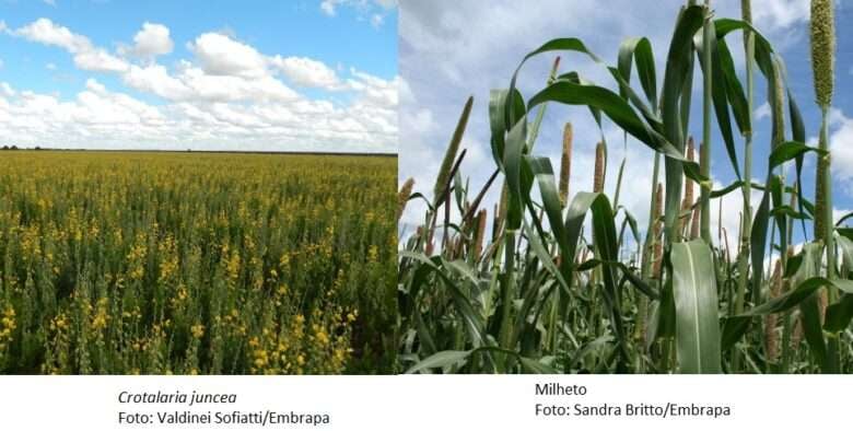 Pesquisadores orientam como recuperar solo agrícola após as queimadas