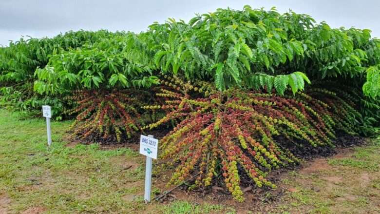 Café robusta alcança preços recordes e valorização de 100% no Brasil