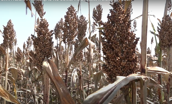 Pesquisa traz novo método de análise do milho e do sorgo