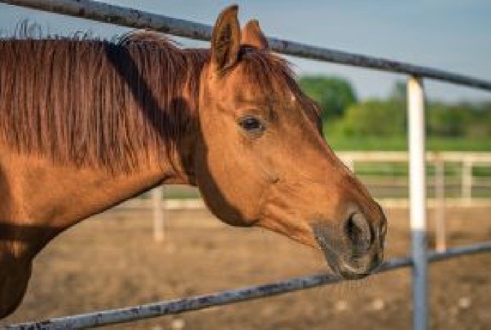 Afecções Musculoesqueléticas em Equinos: Impactos e Cuidados Essenciais