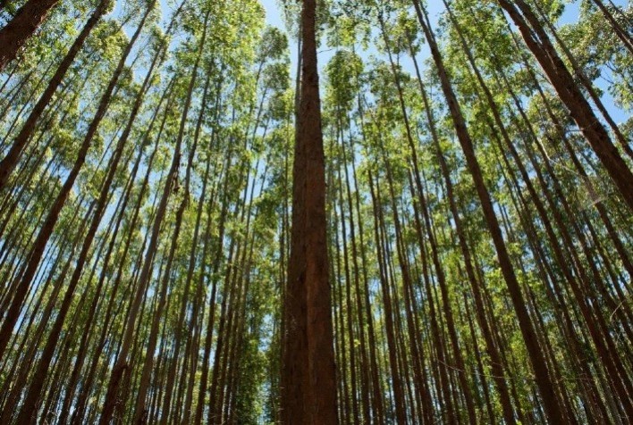 Relatório Anual da Ibá Destaca Setor de Árvores Cultivadas como Pilar Econômico e Ambiental do Brasil