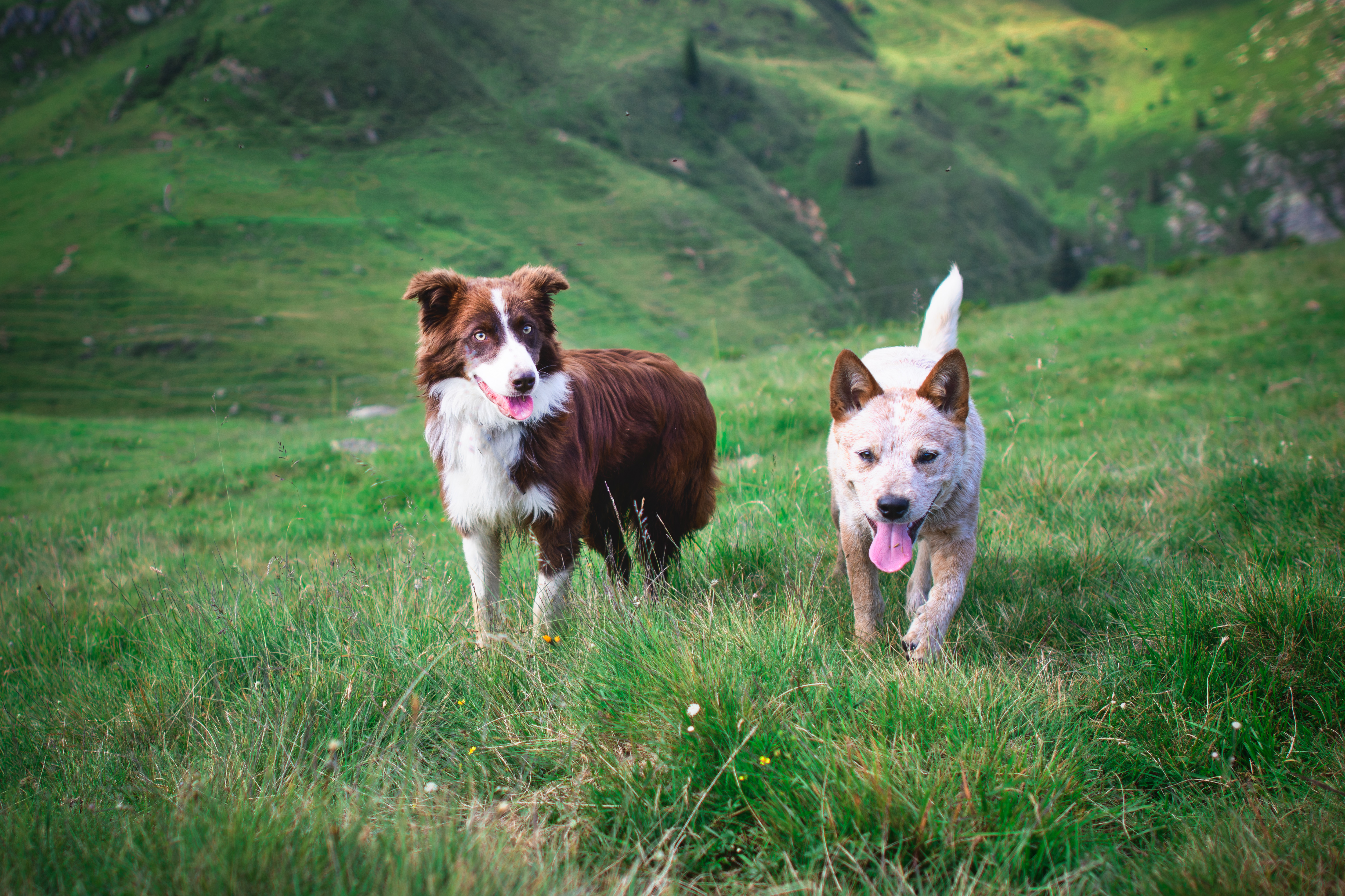 Cães: parceiros indispensáveis nas atividades de fazendas e haras