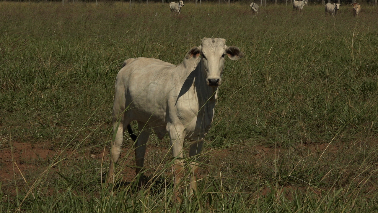 Tristeza Parasitária Bovina: Um Desafio à Pecuária Nacional