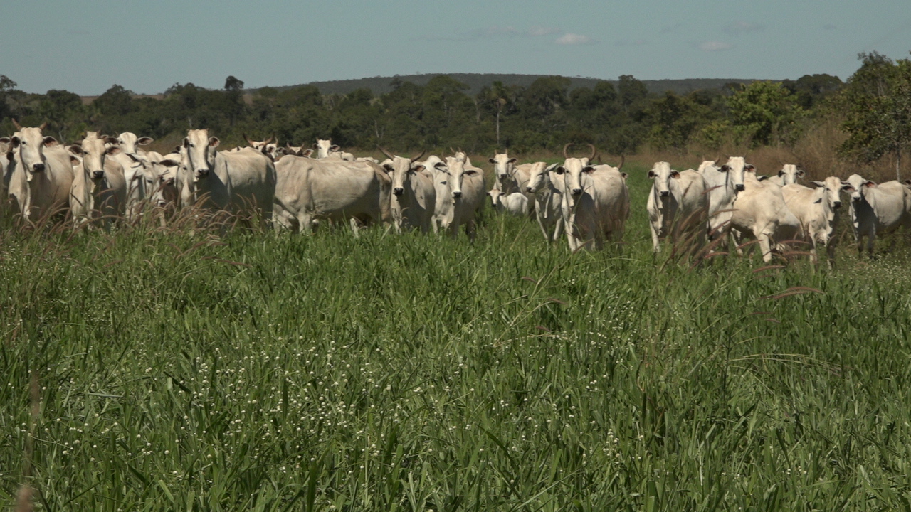 Impactos da Pecuária no Pantanal: Geração de Empregos e Arrecadação são Modestas