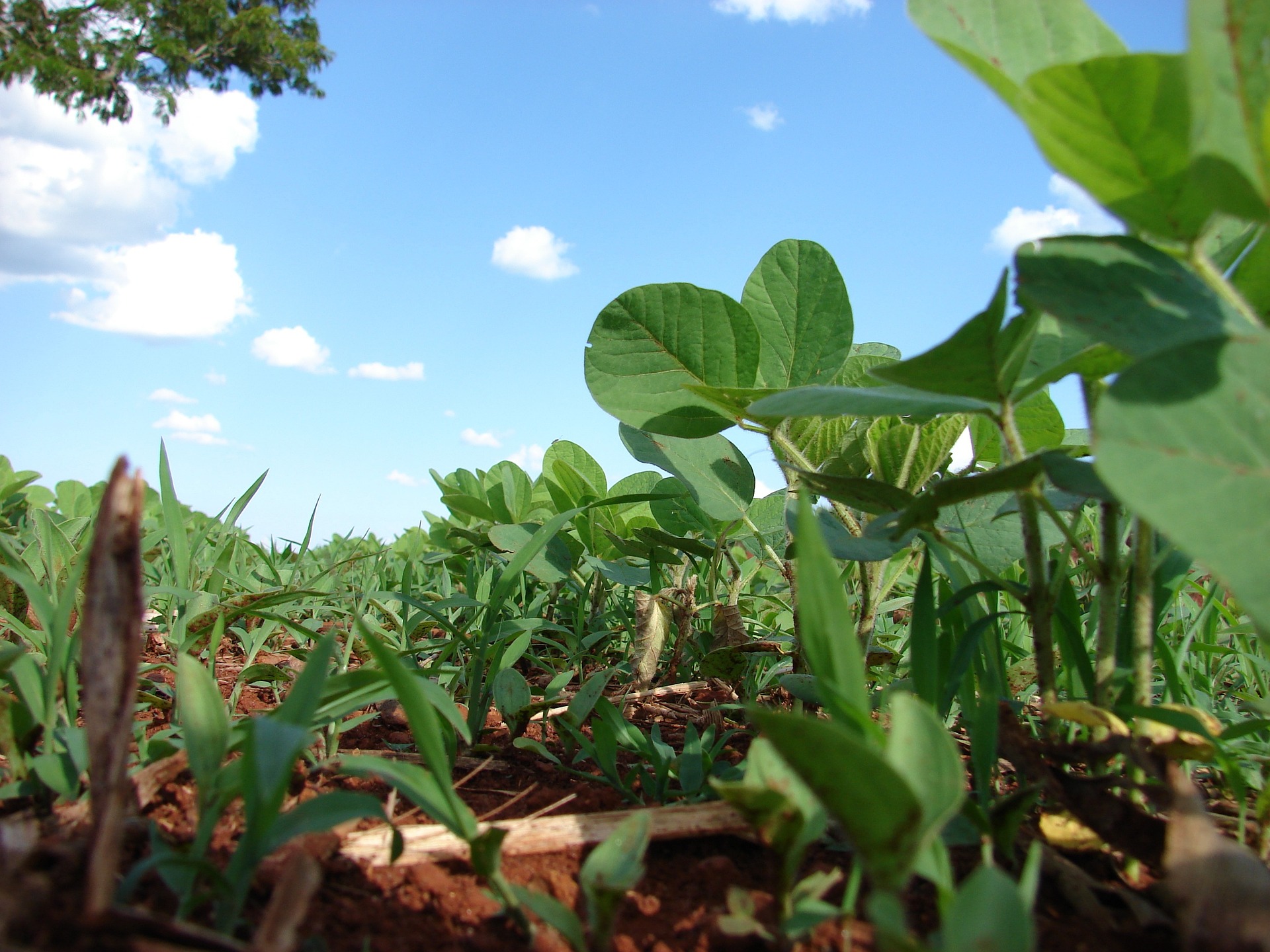 Sem avanços consideráveis, Mato Grosso planta 2,09% da área de soja