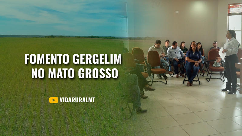 FOMENTO DA CADEIA PRODUTIVA DO GERGELIM NO MATO GROSSO