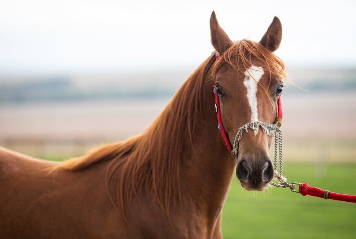 Manejo Reprodutivo Equino: Abordagens e Avanços