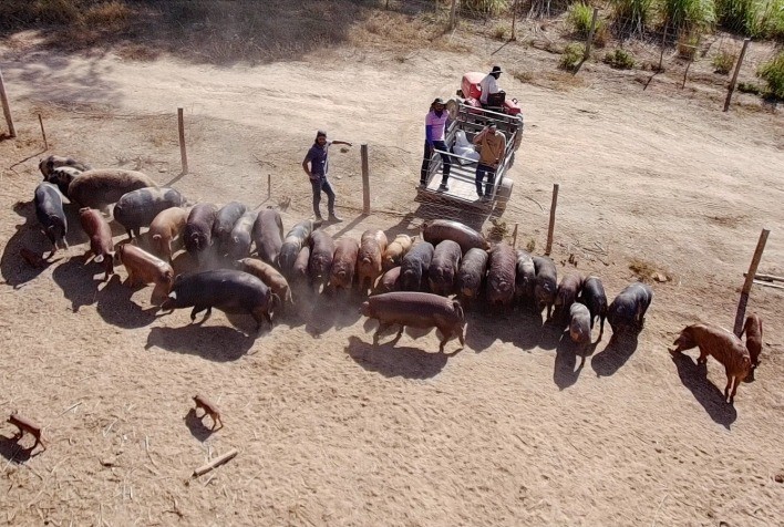 Modelo Sustentável de Criação de Suínos: O Sistema Siscal