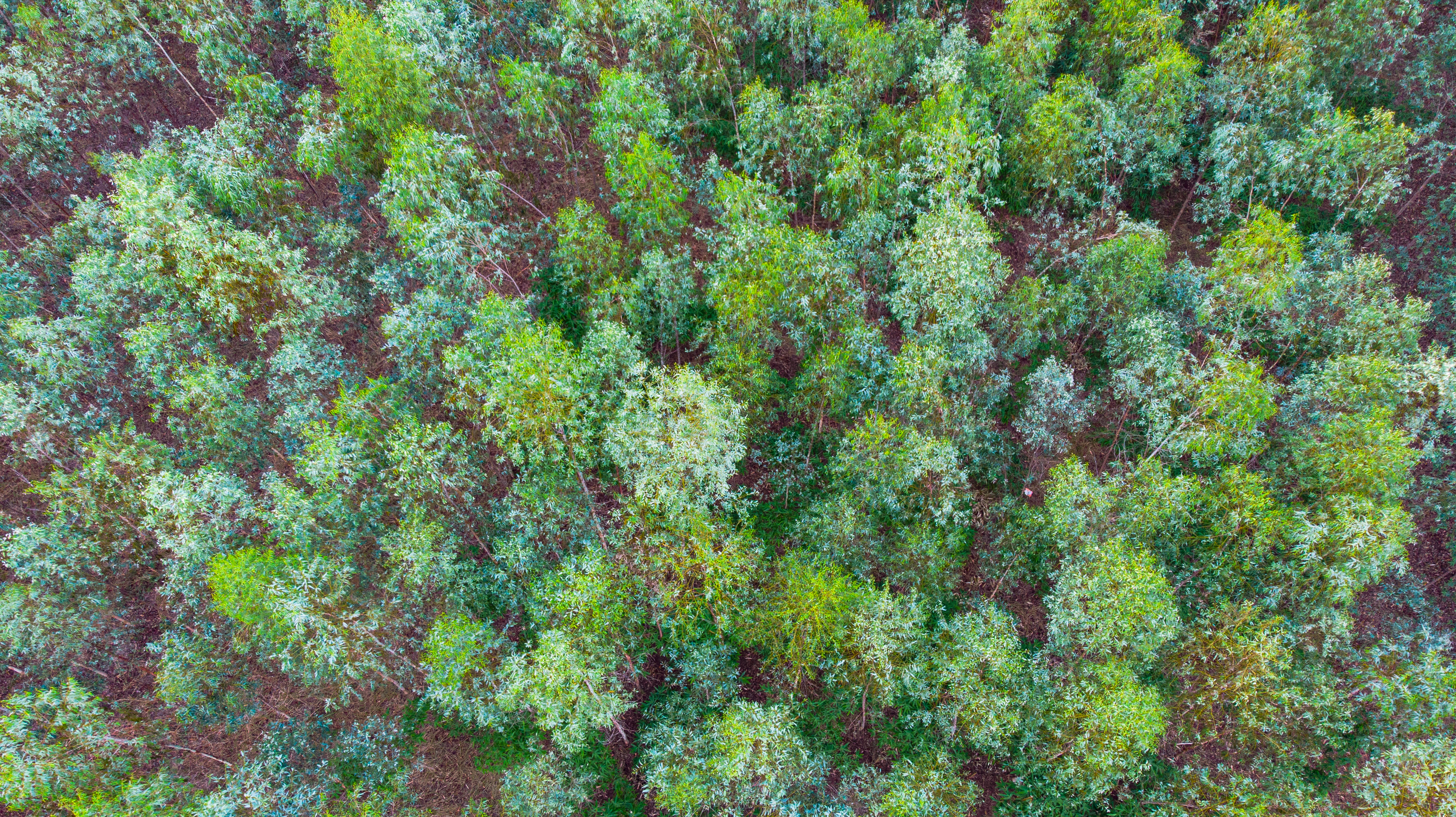 Créditos de Reposição Florestal: Receita Federal Classifica Como Ativos Intangíveis e Impõe Tributação