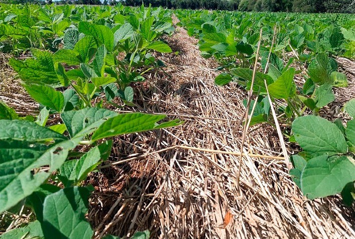 Plantio Direto: Sustentabilidade no Centro das Práticas Agrícolas Brasileiras