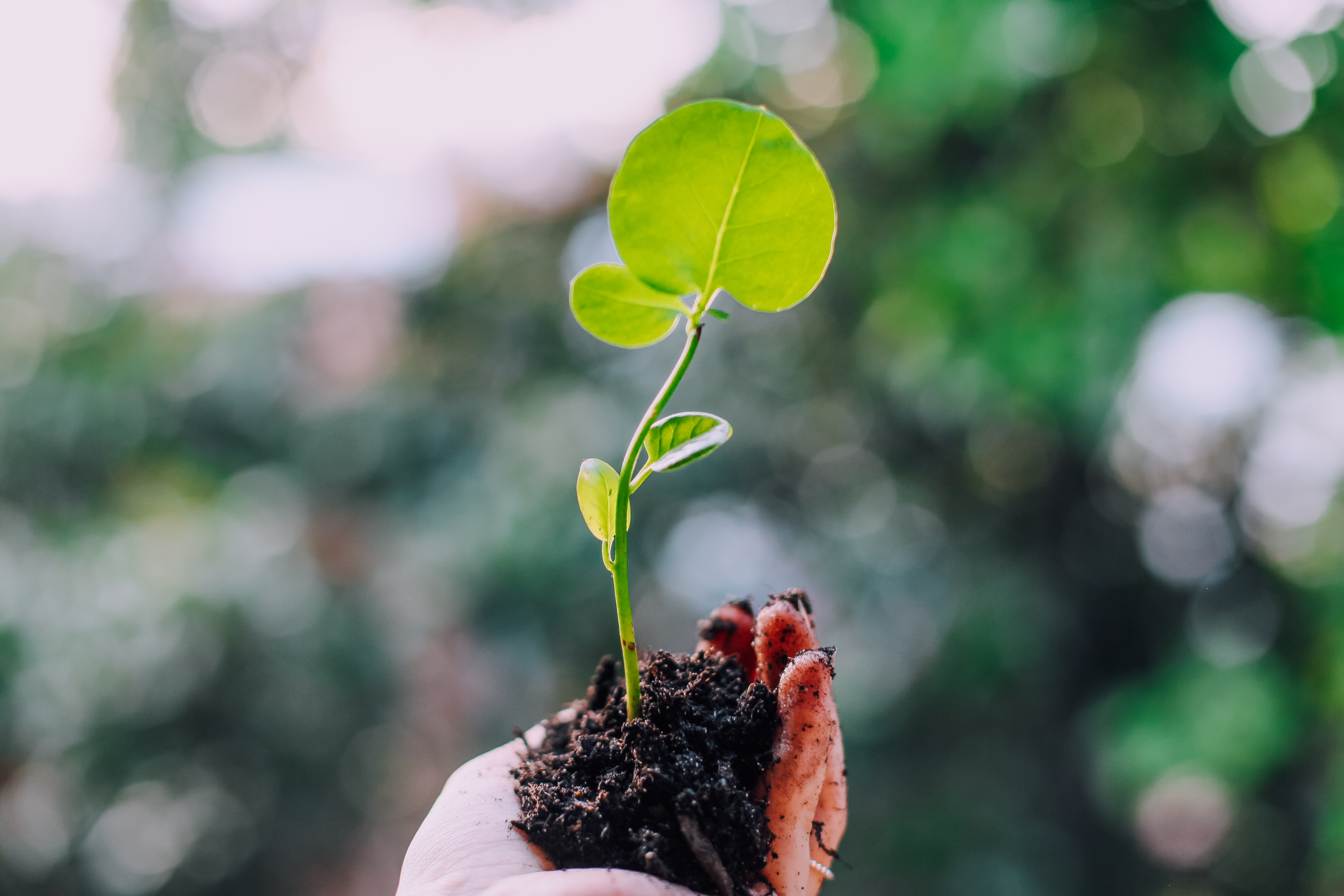 Microbioma do solo, sanidade e produtividade das culturas